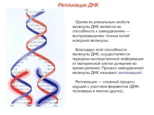 Одним из уникальных свойств молекулы ДНК является ее способность к самоудвоению —