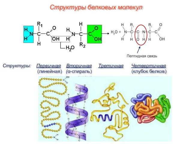 Структуры белковых молекул Структуры: Первичная Вторичная Третичная Четвертичная (линейная) (α-спираль) (клубок белков)