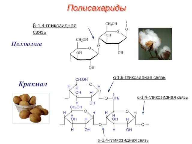 Полисахариды Целлюлоза Крахмал α-1,6-гликозидная связь β-1,4-гликозидная связь α-1,4-гликозидная связь α-1,4-гликозидная связь