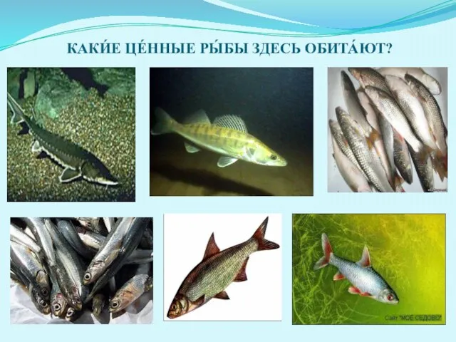 КАКИ́Е ЦЕ́ННЫЕ РЫ́БЫ ЗДЕСЬ ОБИТА́ЮТ?