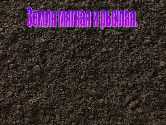 Земля мягкая и рыхлая.