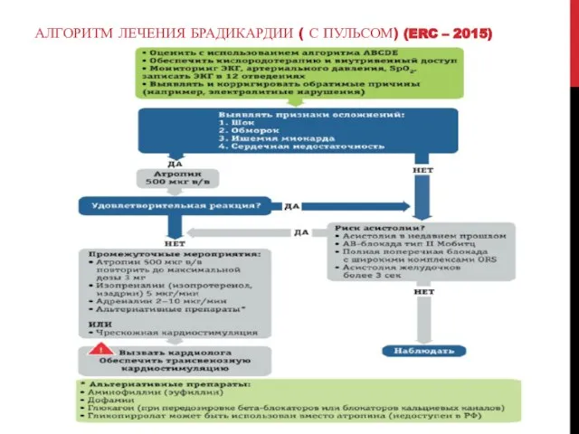 АЛГОРИТМ ЛЕЧЕНИЯ БРАДИКАРДИИ ( С ПУЛЬСОМ) (ERC – 2015)