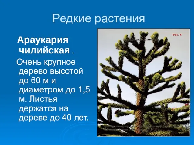 Редкие растения Араукария чилийская . Очень крупное дерево высотой до 60 м