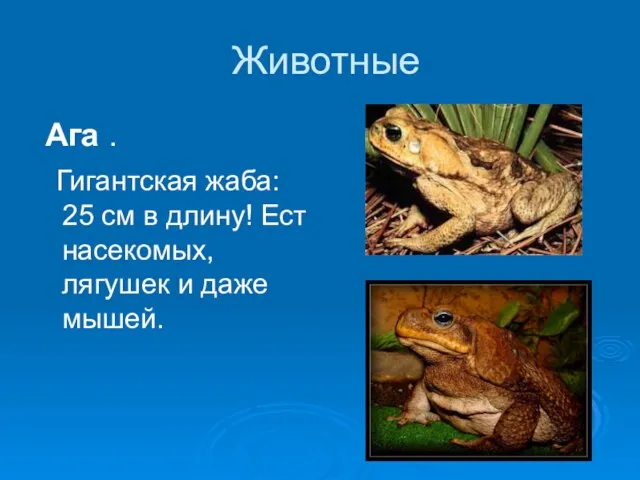 Животные Ага . Гигантская жаба: 25 см в длину! Ест насекомых, лягушек и даже мышей.