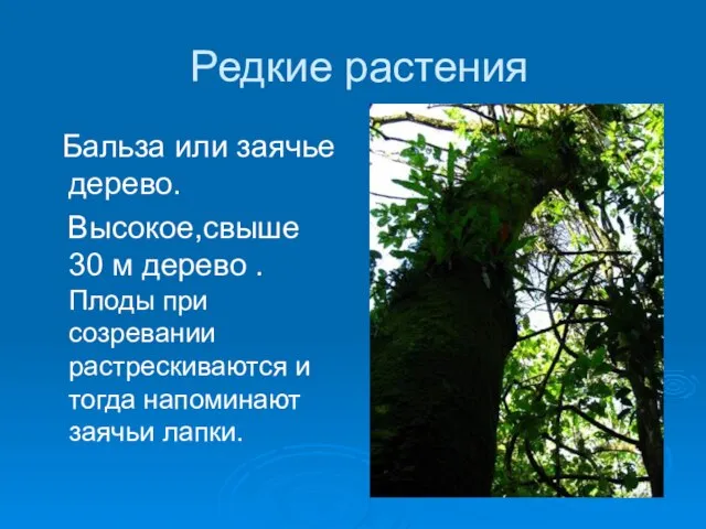 Редкие растения Бальза или заячье дерево. Высокое,свыше 30 м дерево . Плоды