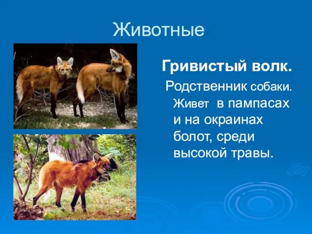 Животные Гривистый волк. Родственник собаки. Живет в пампасах и на окраинах болот, среди высокой травы.