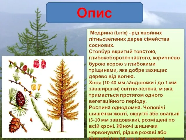 Опис Модрина (Larix) - рід хвойних літньозелених дерев сімейства соснових. Стовбур вкритий