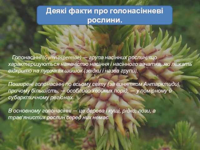 Деякі факти про голонасінневі рослини. Голонасінні (Gymnospermae) — група насінних рослин, що
