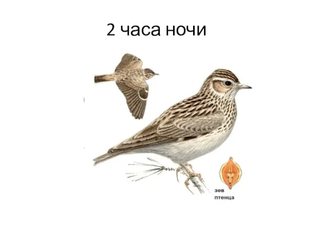 2 часа ночи