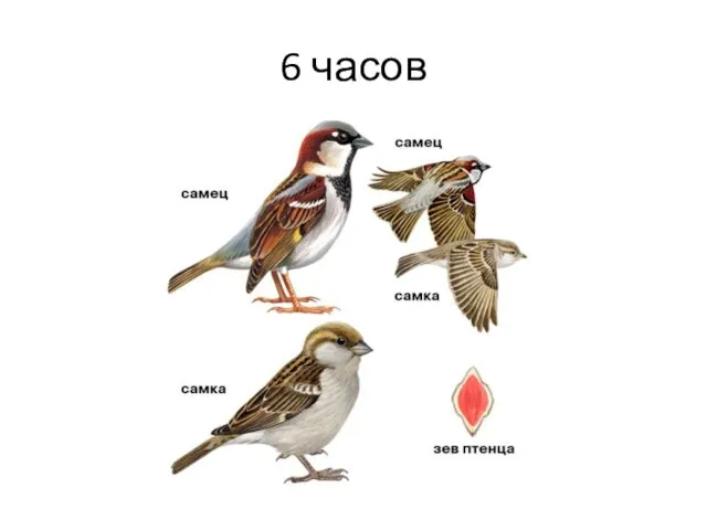 6 часов