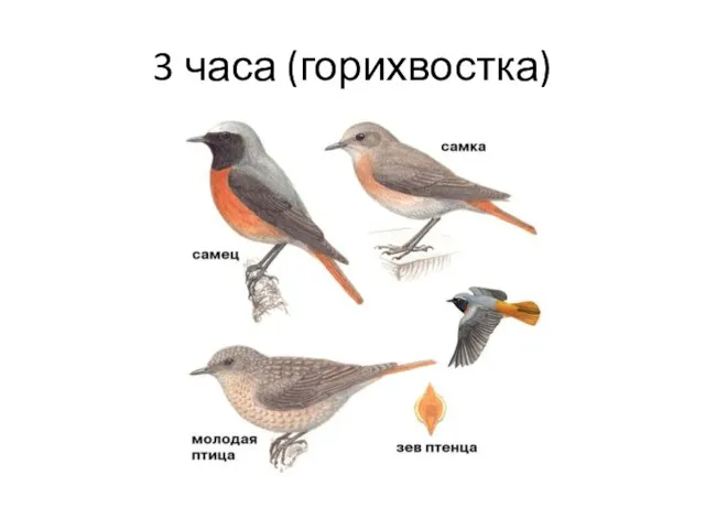 3 часа (горихвостка)