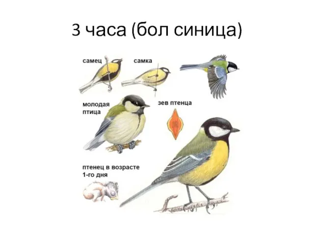 3 часа (бол синица)