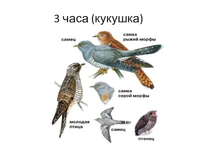 3 часа (кукушка)