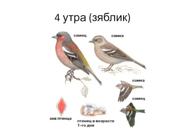 4 утра (зяблик)