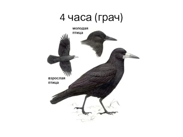 4 часа (грач)