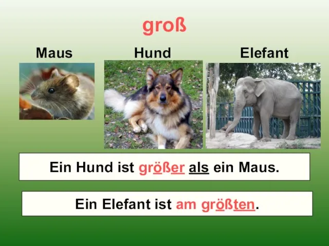 groß Maus Hund Elefant Wer ist größer – ein Maus oder ein