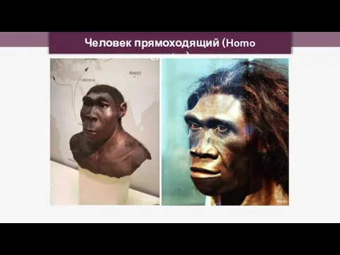 Человек прямоходящий (Homo erectus) Lillyundfreya Tim1965