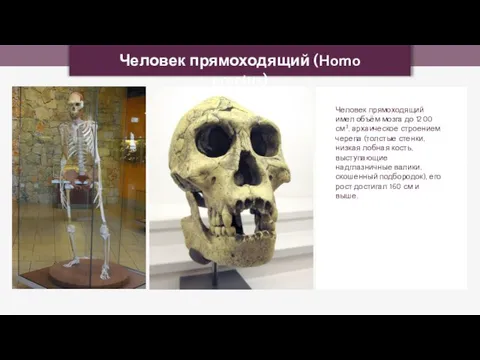 Человек прямоходящий (Homo erectus) Cropbot Cropbot Человек прямоходящий имел объём мозга до