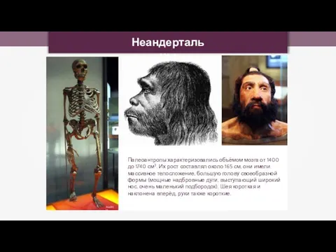 Неандертальцы AxelHH Палеоантропы характеризовались объёмом мозга от 1400 до 1740 см3. Их