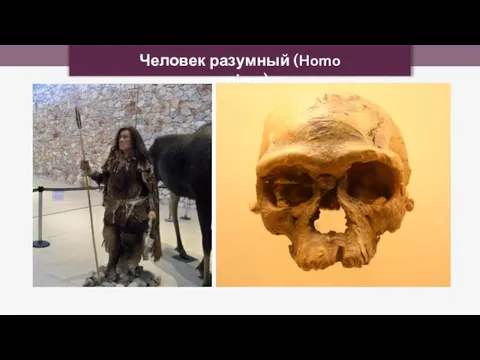 Человек разумный (Homo sapiens)