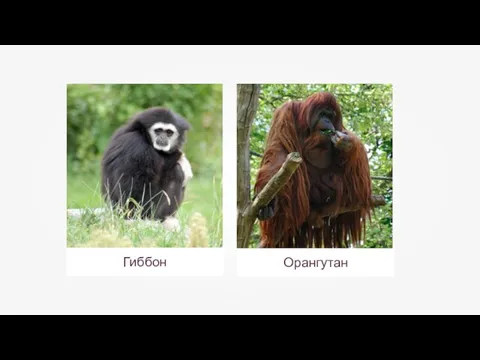 Гиббон Орангутан