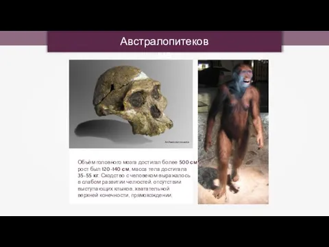 Австралопитековые Archaeodontosaurus Объём головного мозга достигал более 500 см3, рост был 120-140