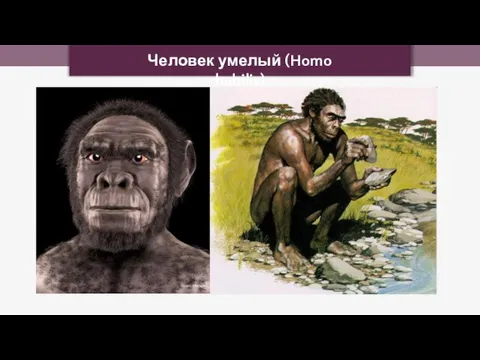 Человек умелый (Homo habilis) Cicero Moraes