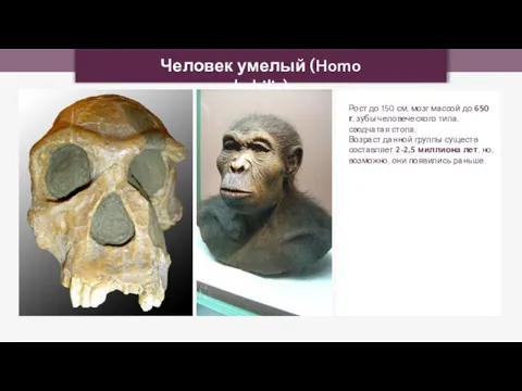 Человек умелый (Homo habilis) Рост до 150 см, мозг массой до 650