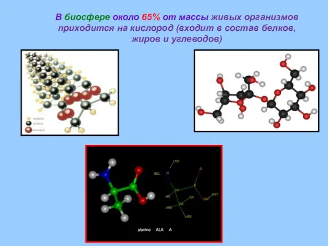 В биосфере около 65% от массы живых организмов приходится на кислород (входит