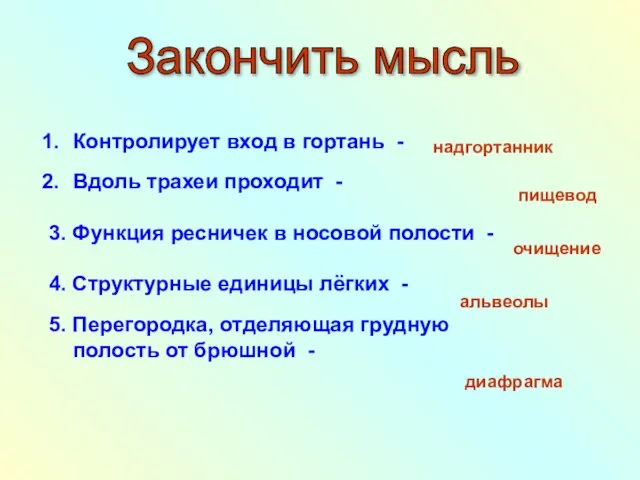 Контролирует вход в гортань - Вдоль трахеи проходит - 3. Функция ресничек