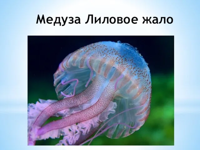 Медуза Лиловое жало