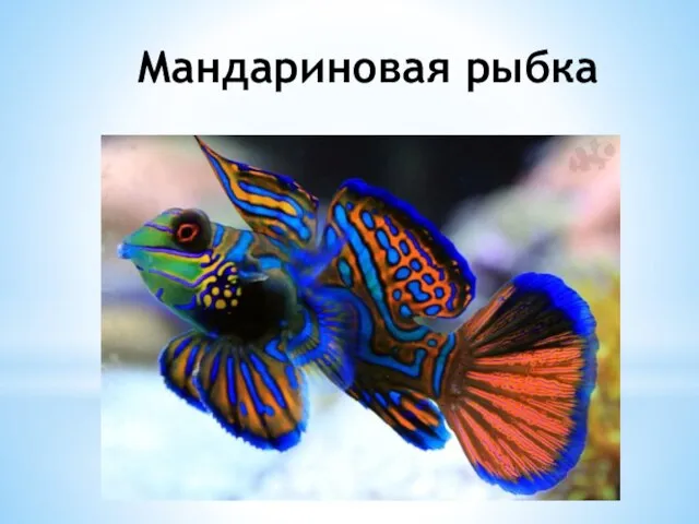 Мандариновая рыбка