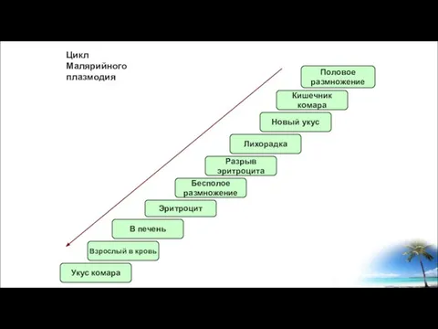 Цикл Малярийного плазмодия Укус комара Взрослый в кровь В печень Эритроцит Бесполое