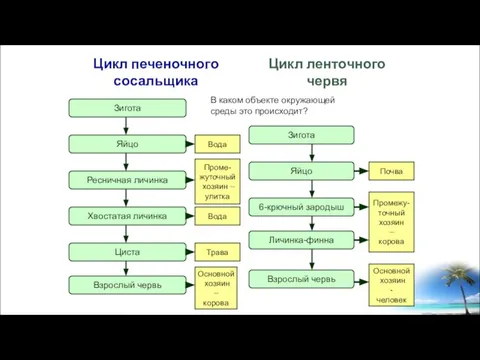 Цикл печеночного сосальщика Цикл ленточного червя Зигота Яйцо Ресничная личинка Хвостатая личинка