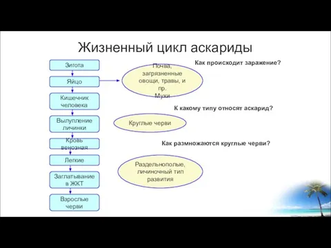 Жизненный цикл аскариды Зигота Яйцо Кишечник человека Вылупление личинки Кровь венозная Легкие