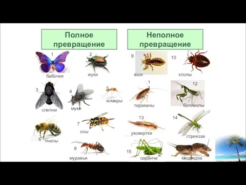 Полное превращение Неполное превращение бабочки жуки 1 4 2 7 5 8