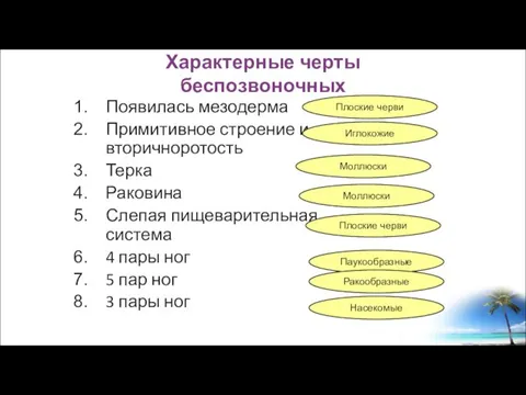 Появилась мезодерма Примитивное строение и вторичноротость Терка Раковина Слепая пищеварительная система 4