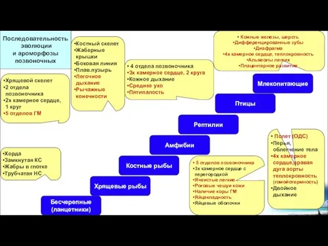 Хордовые Бесчерепные (ланцетники) Хрящевые рыбы Костные рыбы Амфибии Рептилии Птицы Млекопитающие Хорда