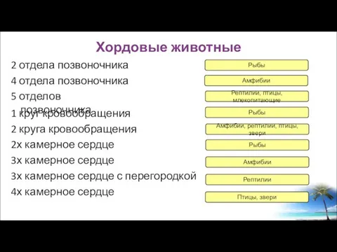 2 отдела позвоночника 4 отдела позвоночника 5 отделов позвоночника 1 круг кровообращения