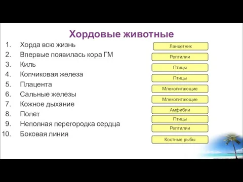 Хорда всю жизнь Впервые появилась кора ГМ Киль Копчиковая железа Плацента Сальные