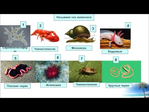 Называем тип животного 1 4 5 6 2 Саркомастигофоры Членистоногие Моллюски Хордовые