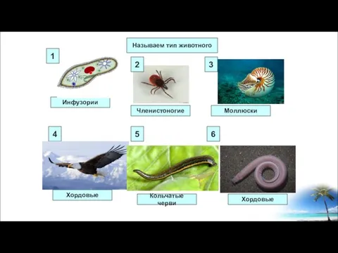 Называем тип животного 4 5 6 Инфузории Членистоногие Моллюски Хордовые Кольчатые черви Хордовые 3 2 1