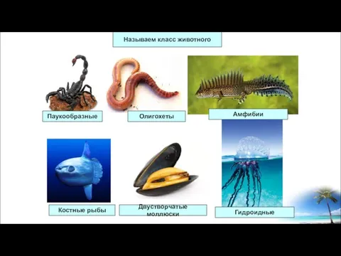 Называем класс животного Паукообразные Олигохеты Амфибии Костные рыбы Двустворчатые моллюски Гидроидные