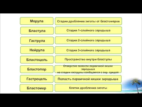 Морула Бластула Гаструла Нейрула Бластоцель Бластопор Гастроцель Бластомер Стадия дробления зиготы от