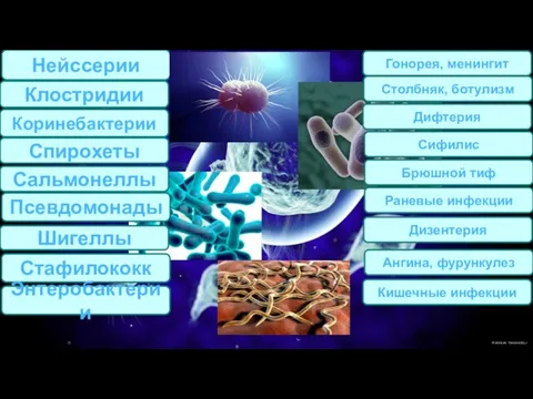 Нейссерии Клостридии Коринебактерии Спирохеты Сальмонеллы Псевдомонады Стафилококк Энтеробактерии Гонорея, менингит Столбняк, ботулизм