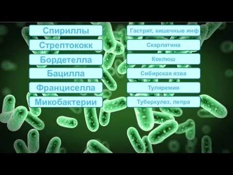 Спириллы Стрептококк Бордетелла Бацилла Франциселла Гастрит, кишечные инф Скарлатина Коклюш Сибирская язва Туляремия Микобактерии Туберкулез, лепра