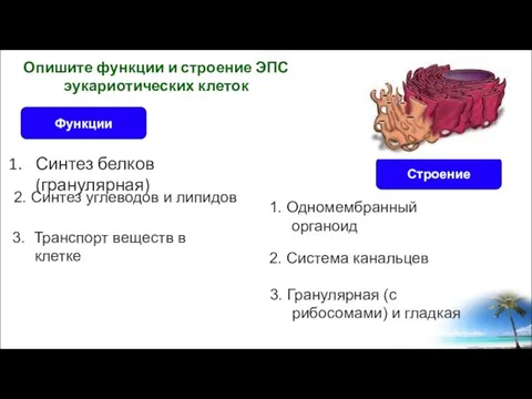 Синтез белков (гранулярная) Опишите функции и строение ЭПС эукариотических клеток Строение Функции