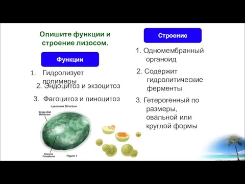 Гидролизует полимеры Опишите функции и строение лизосом. Строение Функции 2. Эндоцитоз и