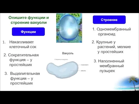 Накапливает клеточный сок Опишите функции и строение вакуоли Строение Функции 2. Сократительная