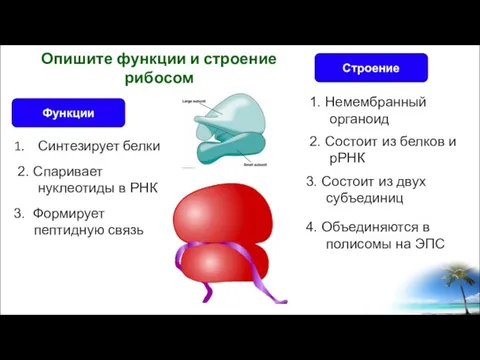 Синтезирует белки Опишите функции и строение рибосом Строение Функции 2. Спаривает нуклеотиды